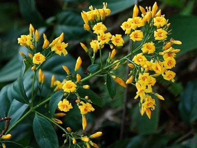 Ăn nhầm lá ngón, 3/5 người đi rừng đã tử vong. Ảnh minh họa