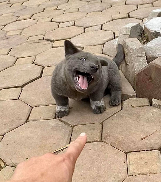 Chú chó Nguyễn Văn Dúi