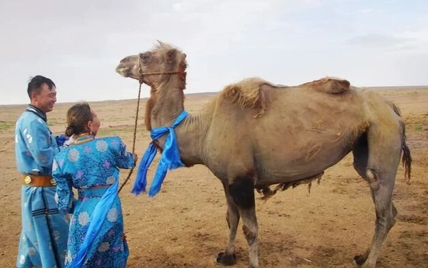 Lạc đà nhớ nhà vượt 100 km về với chủ cũ sau 8 tháng bị bán Ảnh 2