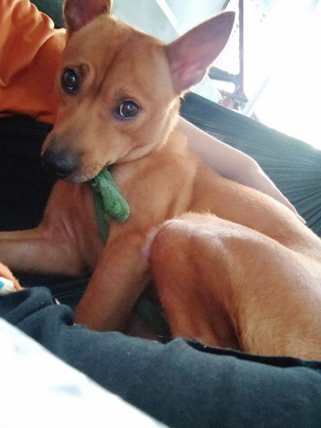 Cô chó tên Vàng trong 'truyền thuyết' đây rồi