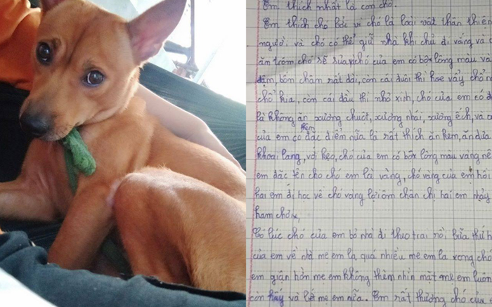 Bài văn tả chú chó khiến cộng đồng mạng cười nghiêng ngả: 'Có lúc chó của em bỏ nhà theo trai' Ảnh 2