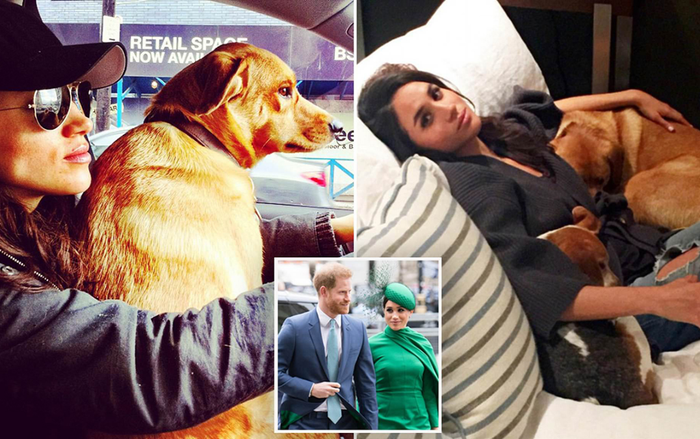 Meghan không đón chó cưng về sống cùng để 'giữ hòa khí gia đình' Ảnh 2