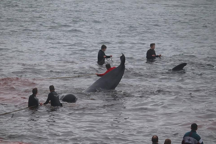 Ngư dân đẩy những con cá voi bị đẩy vào vùng nước nông sau đó giết chết rồi kéo xác của chúng lên bờ