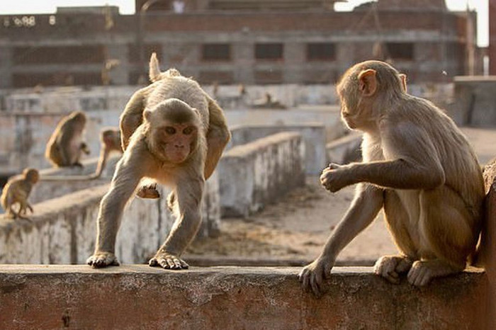 Đây là vụ án mới nhất liên quan đến khỉ trong năm nay&nbsp;