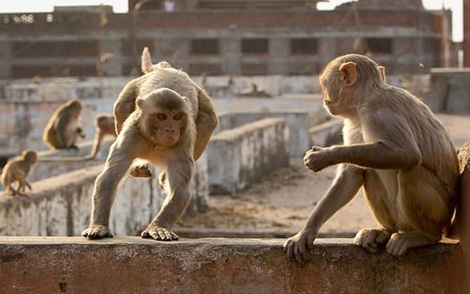 Khỉ làm sập tường đè chết 5 người trong gia đình đang nằm ngủ Ảnh 2