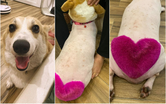 Chú chó 'thả thính' dân mạng bằng vòng 3 núng nính được 'chạm khắc' trái tim hồng tình yêu Ảnh 2