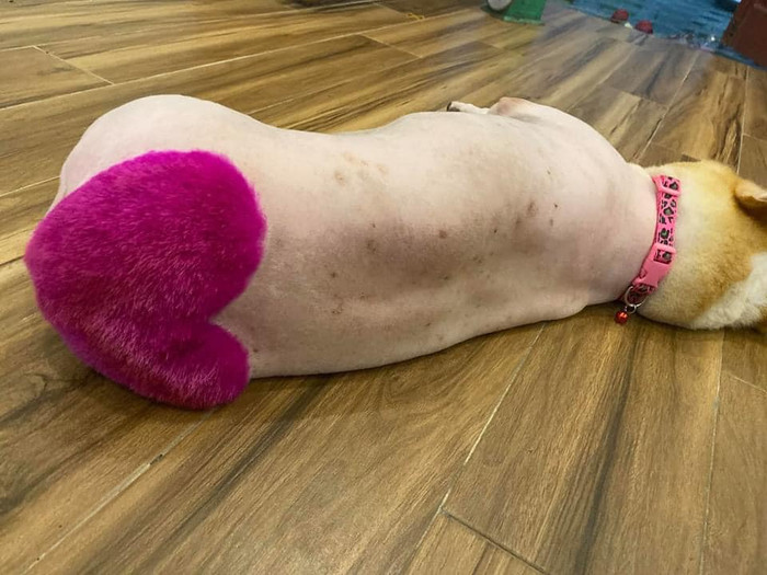 Chú chó 'thả thính' dân mạng bằng vòng 3 núng nính được 'chạm khắc' trái tim hồng tình yêu Ảnh 5