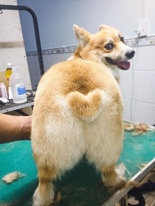 Chú chó 'thả thính' dân mạng bằng vòng 3 núng nính được 'chạm khắc' trái tim hồng tình yêu Ảnh 8