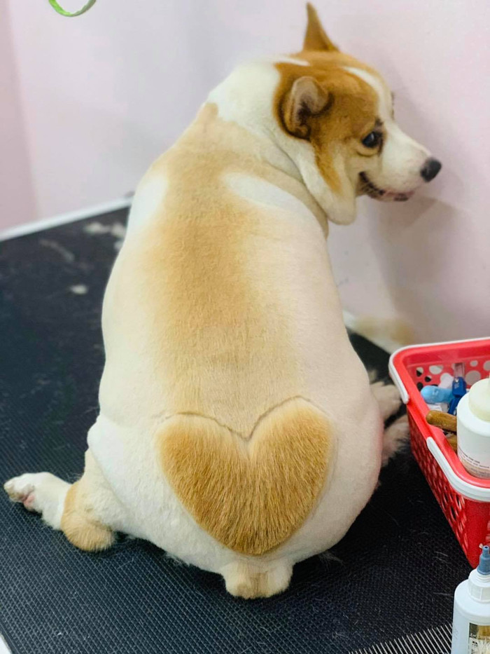 Chú chó 'thả thính' dân mạng bằng vòng 3 núng nính được 'chạm khắc' trái tim hồng tình yêu Ảnh 7