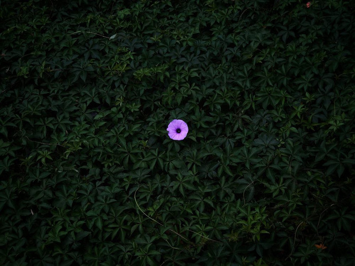 Giải nhất hạng mục 'Hoa' là bức ảnh được chụp bằng iPhone 8 Plus. (Nhiếp ảnh gia: Peiquan Li)