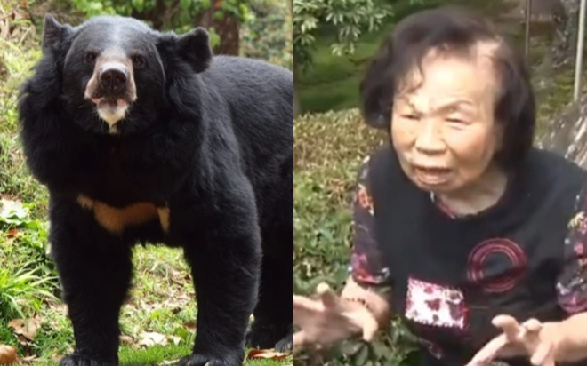Cụ bà 82 tuổi tay không đuổi đánh con gấu to lớn mò vào sân nhà Ảnh 2