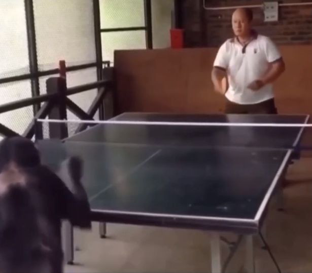 Khỉ đang đánh bóng bàn cùng con người