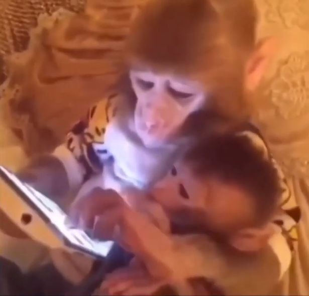 Khỉ sử dụng điện thoại thông minh