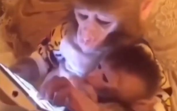 Khỉ cạo râu, sử dụng điện thoại, chơi tennis hành động 'y hệt như con người' Ảnh 2