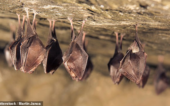 Phát hiện sốc: Virus gây đại dịch COVID-19 có thể đã phát triển ở dơi từ cách đây 70 năm Ảnh 2