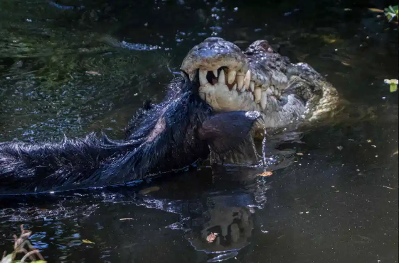 Cá sấu 60 tuổi quật xác, xé vụn lợn hoang nhanh như chớp Ảnh 4