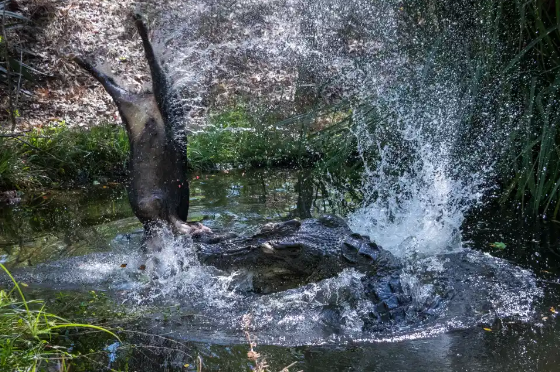 Cá sấu 60 tuổi quật xác, xé vụn lợn hoang nhanh như chớp Ảnh 5