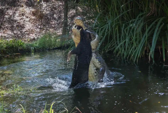 Cá sấu 60 tuổi quật xác, xé vụn lợn hoang nhanh như chớp Ảnh 6