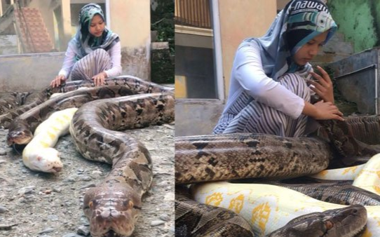 Nuôi 6 con trăn khổng lồ làm thú cưng, bé gái 14 tuổi khiến cư dân mạng thót tim Ảnh 2