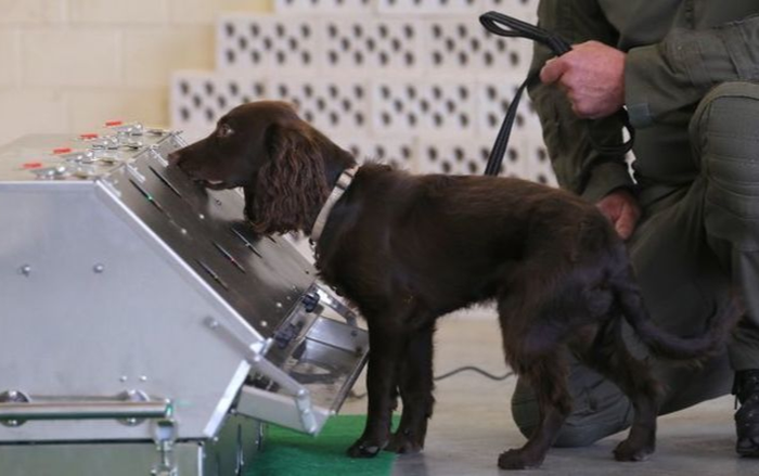 Huấn luyện thành công chó đánh hơi người nhiễm COVID-19, tỷ lệ chính xác cao Ảnh 2