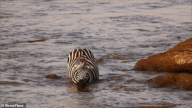 Sau nhiều lần bị kéo xuống nước, ngựa vằn đã thực hiện cú nhảy bất ngờ để thoát thân