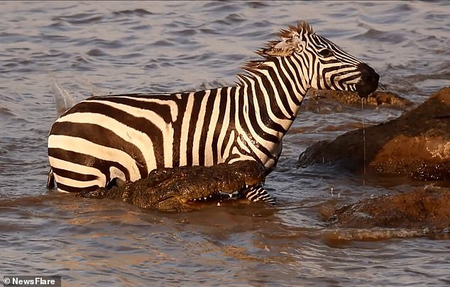 Cá sấu tấn công ngựa vằng từ phía sau&nbsp;