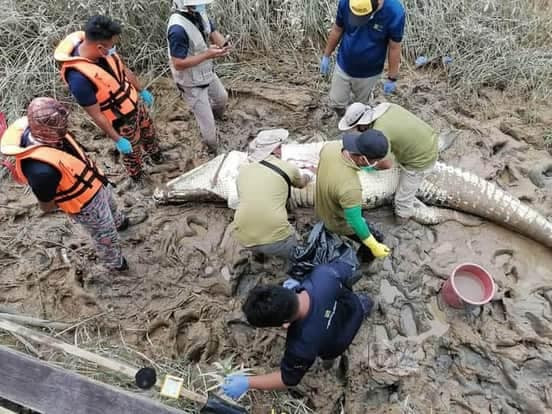 Mất tích 6 ngày, thiếu niên 14 tuổi được tìm thấy trong bụng cá sấu dài 4,7m Ảnh 4