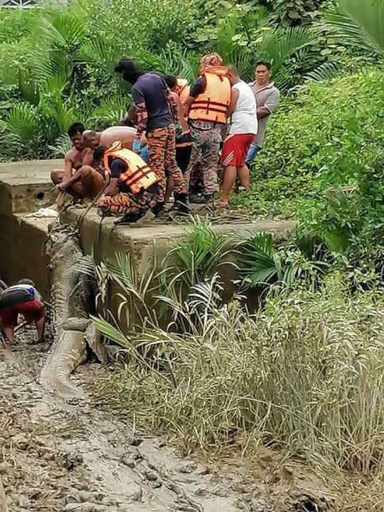 Con cá sấu đã tấn công Ricky bị bắt.