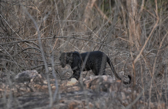 Con báo đen sống trong khu bảo tồn động vật hoang dã.