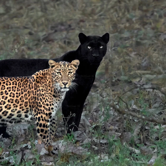 Một con báo đen quý hiếm khác tại Ấn Độ.