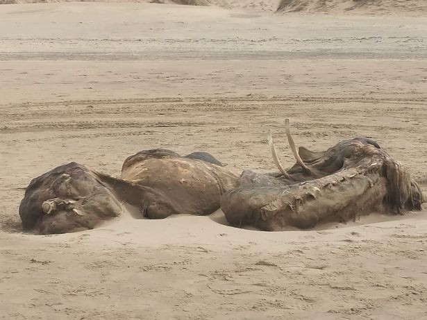 Xác 'quái vật' bí ẩn 4,5m trôi dạt vào bờ biển Ảnh 6