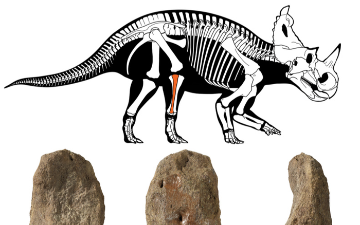 Phát hiện khủng long bị ung thư Ảnh 2