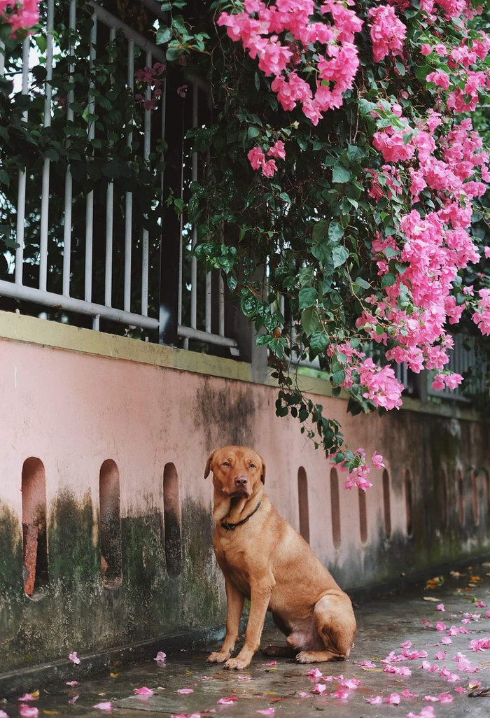 Chắc hẳn 'anh chàng' đang nhìn xa xăm và nghĩ về tương lai của mình với 'crush'