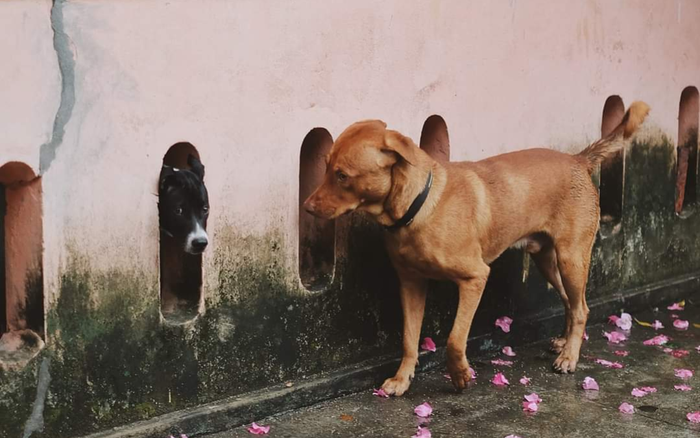 Lỡ phải lòng 'hàng xóm', chú chó 'trồng cây si' trước nhà 'crush' và cái kết bất ngờ Ảnh 2