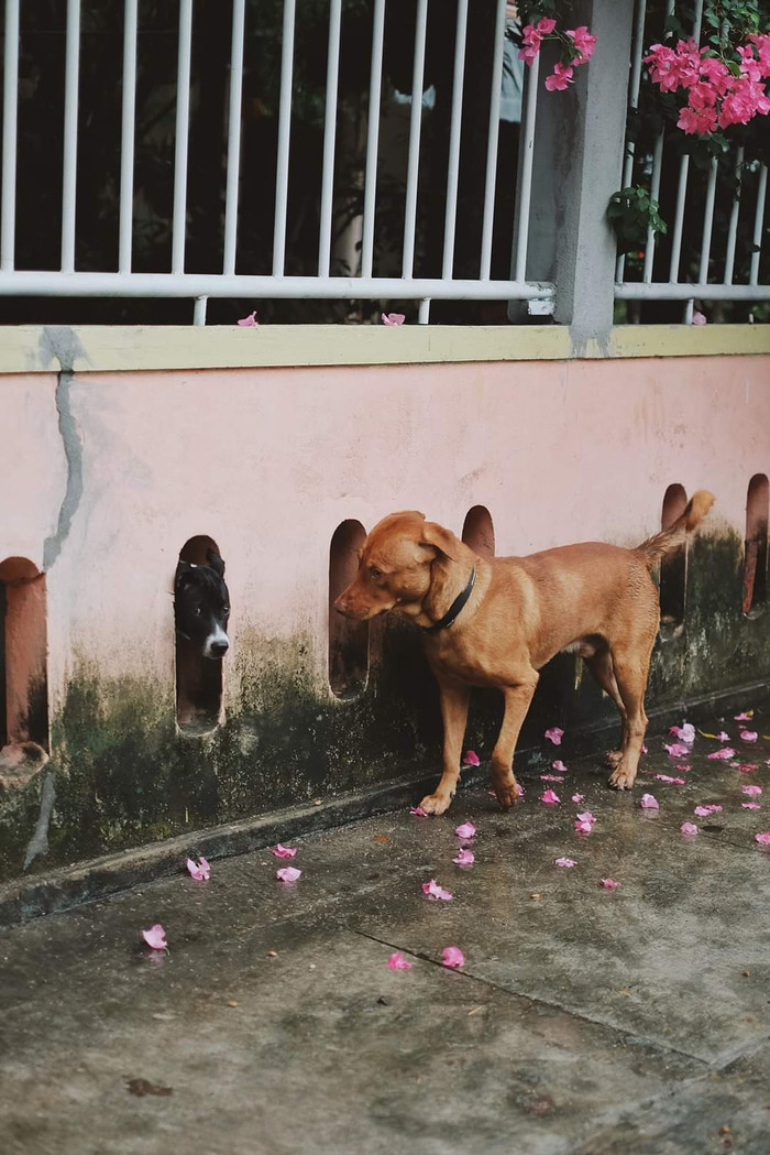 Cái đuôi ngoe nguẩy khi gặp 'crush'