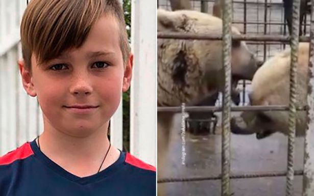 Trêu chọc hai con gấu, bé trai 11 tuổi bị vồ tới chết Ảnh 2