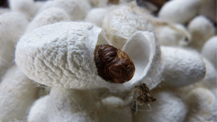 Bên cạnh vắc-xin được phát triển từ những con tằm, nhóm của giáo sư Kusakabe cũng phát triển một loại vắc-xin với dạng viên nén. (Ảnh: Pixabay)