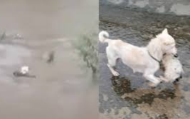 Xúc động cảnh chó mẹ nhảy xuống dòng nước lũ cứu con, bất chấp sự can ngăn của cảnh sát Ảnh 2