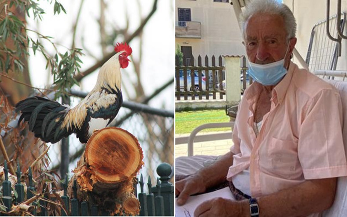 Gà làm, chủ chịu: Gà gáy quá sớm, chủ nộp phạt 200 USD Ảnh 2