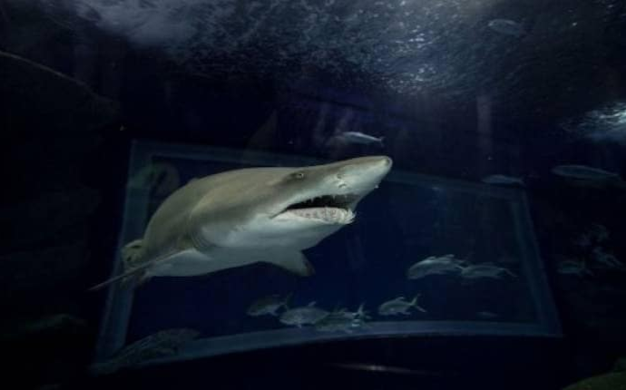 Người chồng dũng cảm đấm cá mập liên hồi để giải cứu vợ Ảnh 2