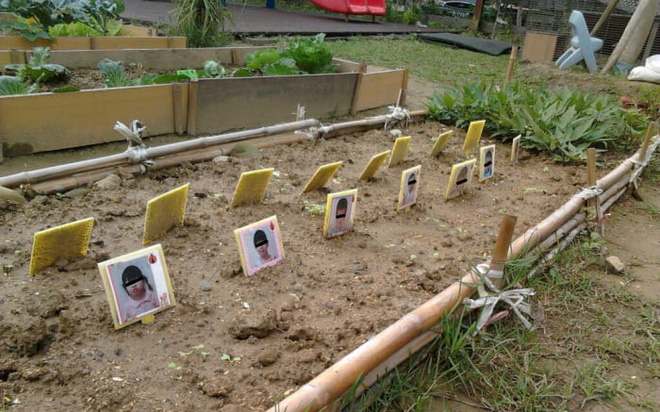 Những tưởng hành động cho trẻ tự trồng rau sẽ mang về kết quả bất ngờ, nhưng chỉ một lỗi nhỏ của nhà trường đã khiến phụ huynh phẫn nộ Ảnh 2