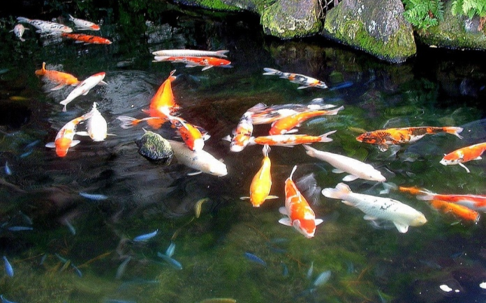 Trộm 7 con cá Koi trị giá gần 100 triệu đồng vừa đăng lên mạng rao bán vừa làm mồi nhậu Ảnh 2