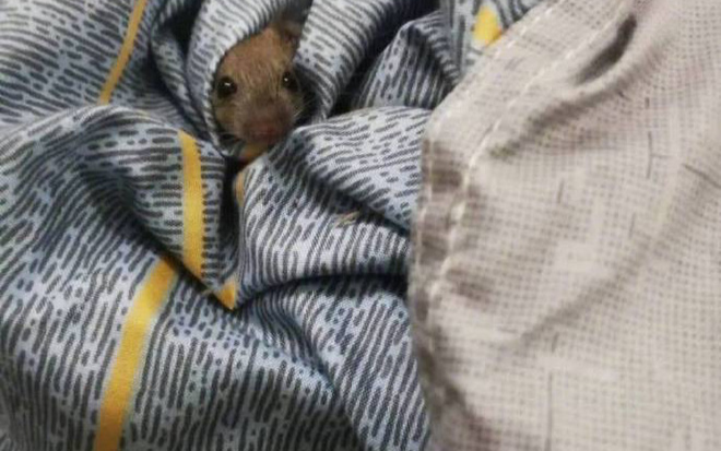 Nỗi 'kinh hoàng' sinh viên phải đối mặt khi trở lại ký túc xá sau mùa dịch Ảnh 2