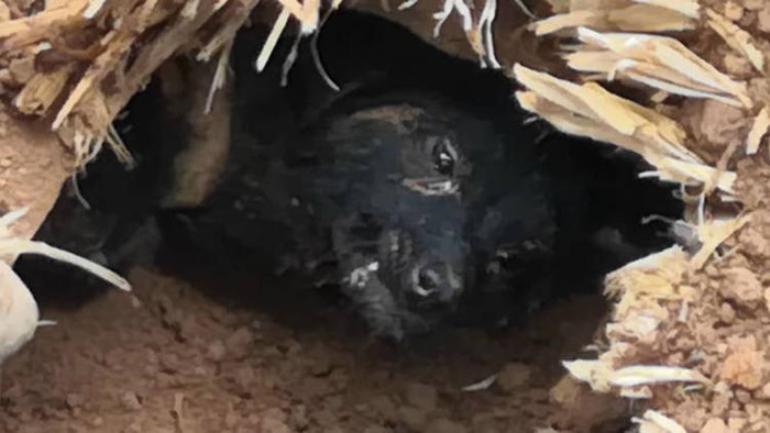 Chú chó sống sót sau 37 ngày bị vùi trong ngôi nhà đổ sập.