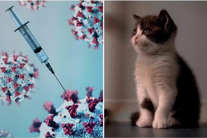 Loại vắc-xin ngừa COVID-19 cho động vật này của Nga được Trung tâm Sức khỏe Động vật liên bang. (Ảnh: Getty Images)