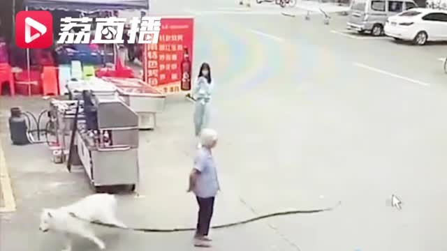 Cụ bà đang đứng thì hai con chó rượt đuổi nhau, chạy ngang qua.