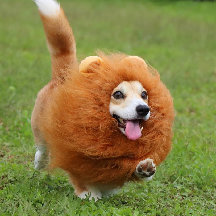 Gen lại hóa trang thành sư tử này, có ai nhận ra mình không ta?