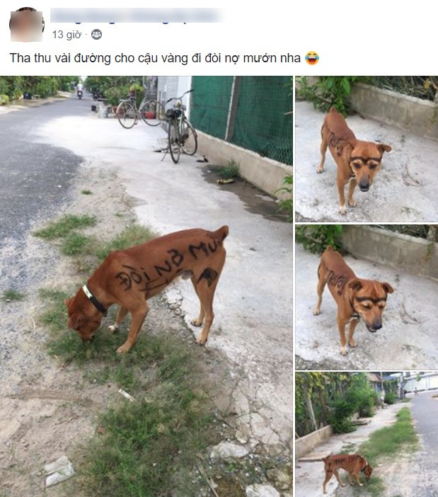 'Cậu Vàng' khiến người đi đường cười ngất khi thấy dòng 'tha thu' trên lưng Ảnh 3