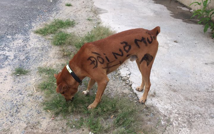 'Cậu Vàng' khiến người đi đường cười ngất khi thấy dòng 'tha thu' trên lưng Ảnh 2