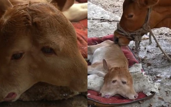 Bê chào đời với 2 đầu, 4 mắt gây sửng sốt Ảnh 2